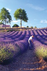 (obrázek pro) Voňavá domácnost